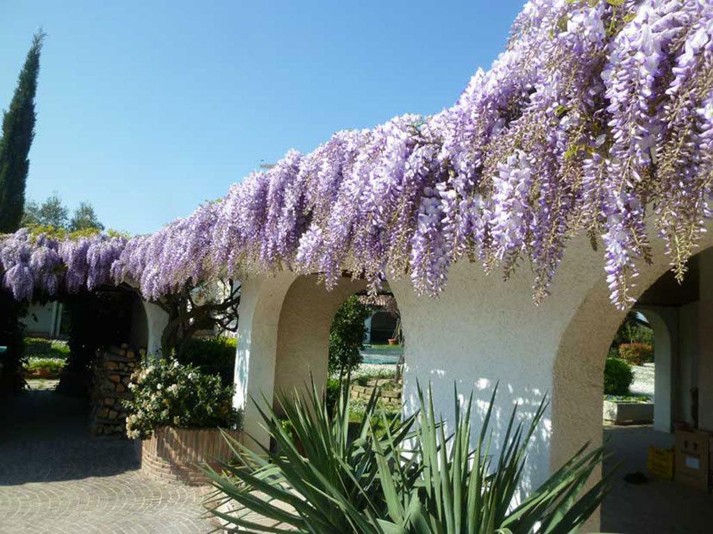 Villa Dolcevita San Costanzo Exterior foto